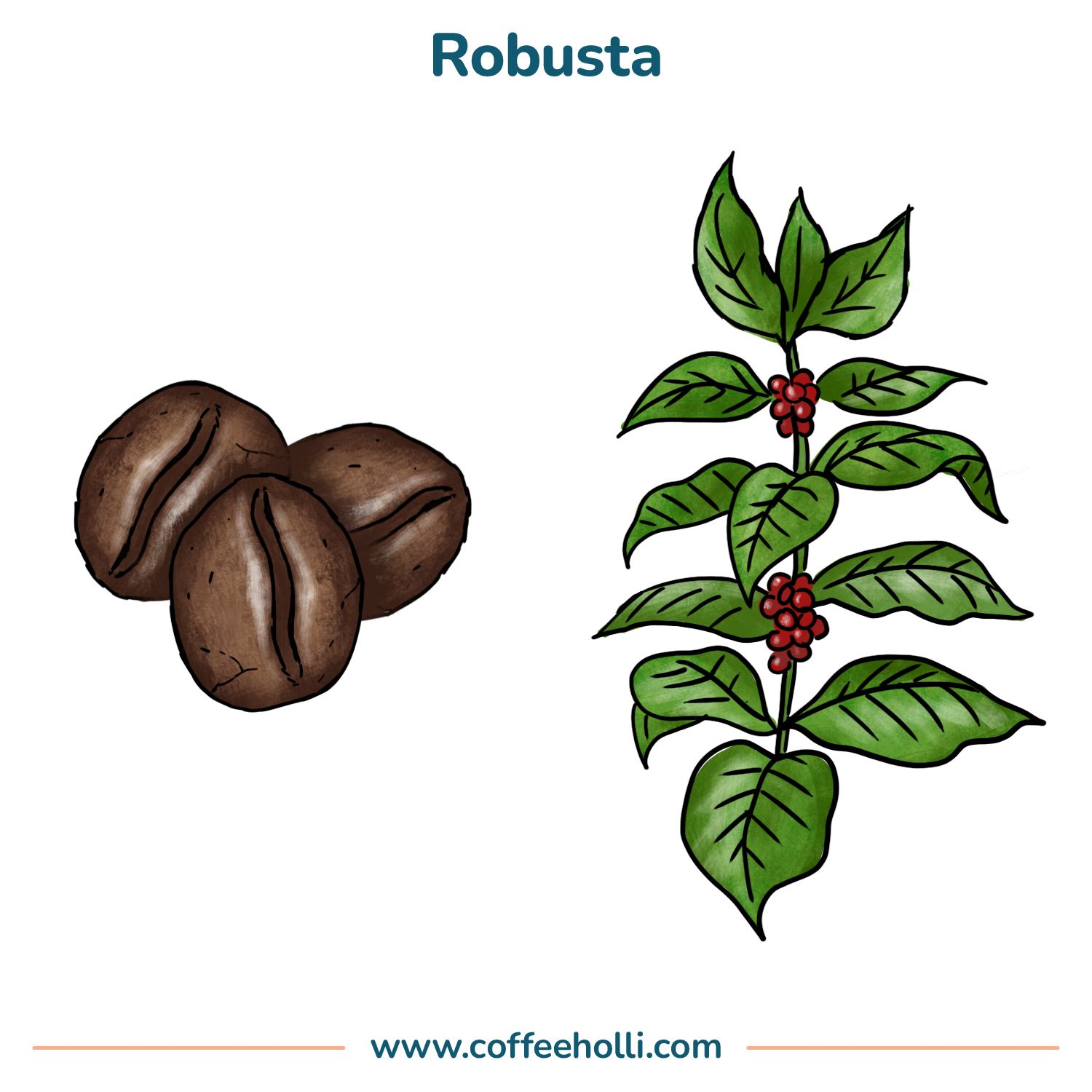 Arabica vs Robusta Differences and Cool Facts about Each Type